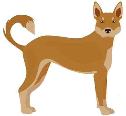 American dingo