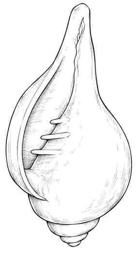 Conch shell