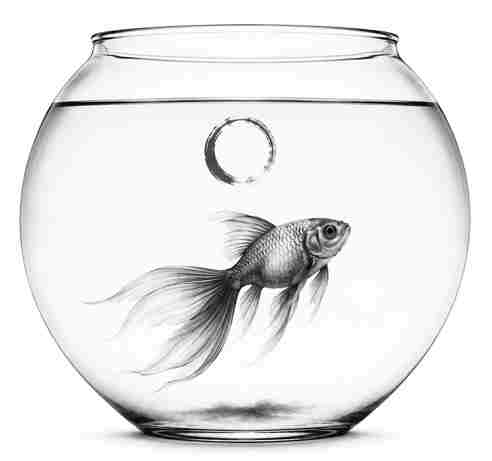 Fish good luck symbol