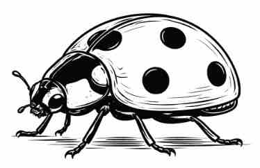 Ladybug